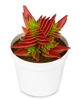 Crassula Corymbulosa Plant