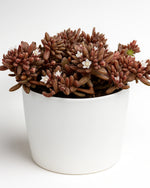 succulents plants online 