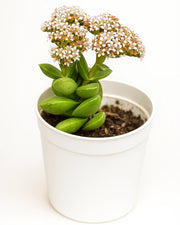 Crassula Moonglow Plant - Nainileaf