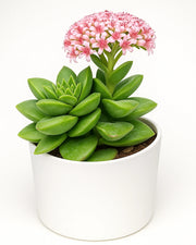 Crassula Moonglow Plant - Nainileaf