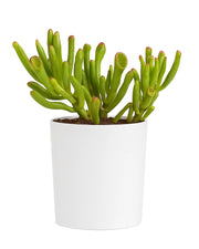 Crassula Ovata ( Gollum ) Plant