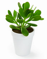 Crassula Ovata Plant (Kuberakshi Plant)