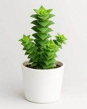 Crassula Perforata Plant