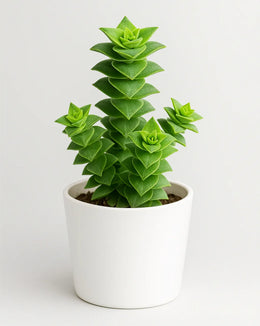 Crassula Perforata Plant