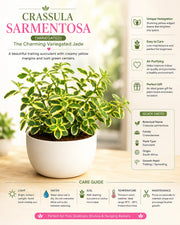 Crassula Sarmentosa Plant
