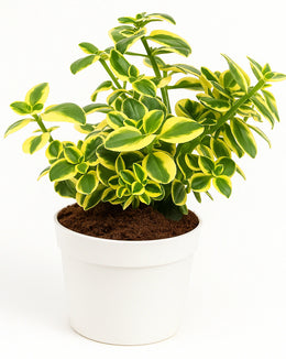 Crassula Sarmentosa Plant