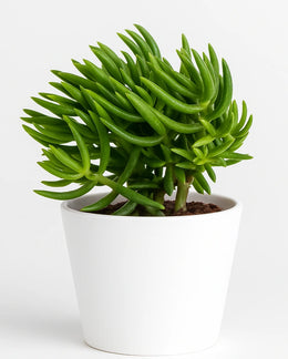 Crassula Tetragona Plant