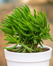 Crassula Tetragona Plant
