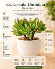 Crassula Undulata- Ripple Jade - Nainileaf