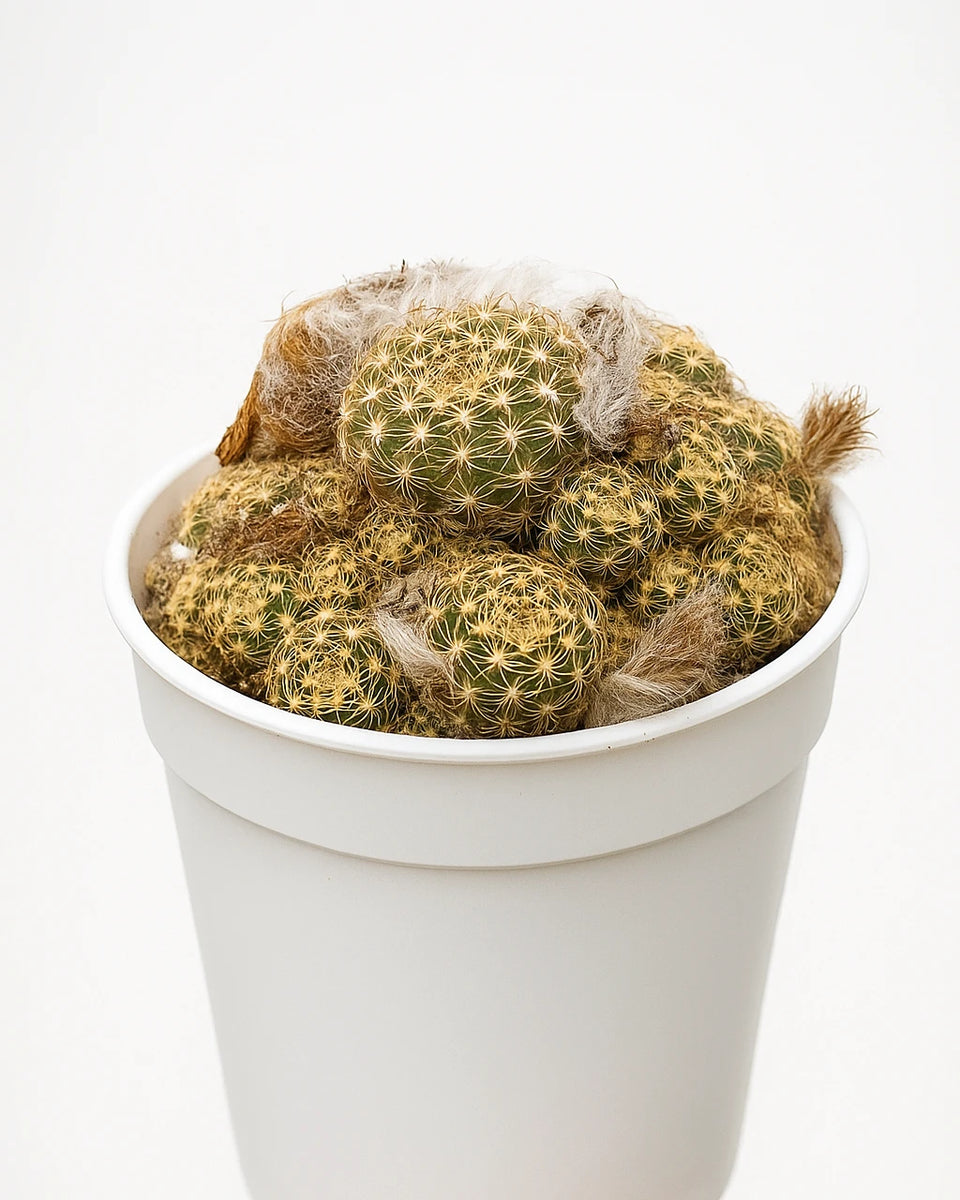 Crown Cactus – Nainileaf