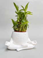 2 Layer Lucky Bamboo Plant With Pot - Nainileaf - Nainileaf