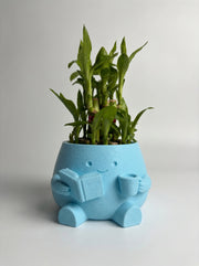 2 Layer Lucky Bamboo Plant With Pot - Nainileaf - Nainileaf