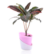 Croton Plant, Codiaeum variegatum Plant With Self Watering Pot