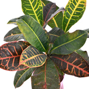 Croton Plant, Codiaeum variegatum Plant With Self Watering Pot
