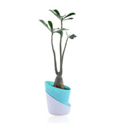 Adenium Desert Plant With Self Watering Pot