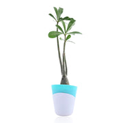 Adenium Desert Plant With Self Watering Pot
