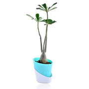 Adenium Desert Plant With Self Watering Pot