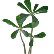 Adenium Desert Plant With Self Watering Pot