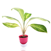 aglaonema manila Aglaonema Manila With Self Watering Pot – Nainileaf