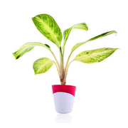 Aglaonema Manila With Self Watering Pot