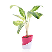 aglaonema manila Aglaonema Manila With Self Watering Pot – Nainileaf