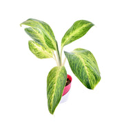 aglaonema manila Aglaonema Manila With Self Watering Pot – Nainileaf