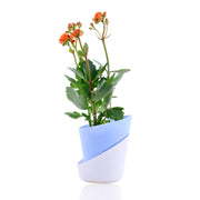 Kalanchoe Plant - Orange With Self Watering Pot