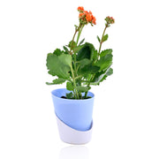 Kalanchoe Plant - Orange With Self Watering Pot
