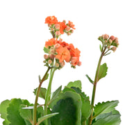 Kalanchoe Plant - Orange With Self Watering Pot