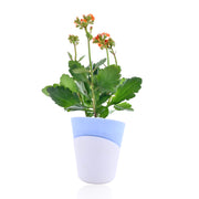 Kalanchoe Plant - Orange With Self Watering Pot