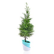 Lemon Cypress – Goldcrest With Self Watering Pot