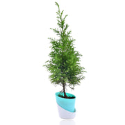 Lemon Cypress – Goldcrest With Self Watering Pot