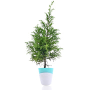 Lemon Cypress – Goldcrest With Self Watering Pot