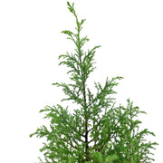 Lemon Cypress – Goldcrest With Self Watering Pot