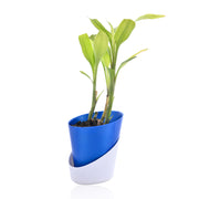 Purity Lucky Bamboo With Self Watering Pot