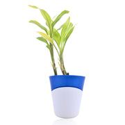 Purity Lucky Bamboo With Self Watering Pot