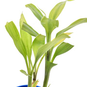 Purity Lucky Bamboo With Self Watering Pot