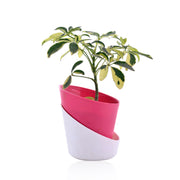 Schefflera Variegated Indoor Plant With Self Watering Pot
