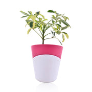 Schefflera Variegated Indoor Plant With Self Watering Pot