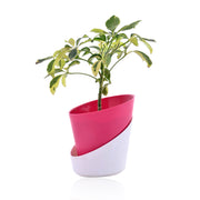 Schefflera Variegated Indoor Plant With Self Watering Pot