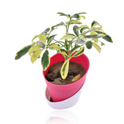 Schefflera Variegated Indoor Plant With Self Watering Pot