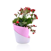 Florist Kalanchoe With Self Watering Pot
