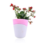 Florist Kalanchoe With Self Watering Pot