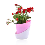 Florist Kalanchoe With Self Watering Pot
