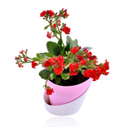 Florist Kalanchoe With Self Watering Pot