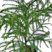 Araucaria Heterophylla- Norfolk Island Pine With Self Watering Pot
