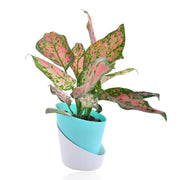 Aglaonema Indoor Plant With Self Watering Pot