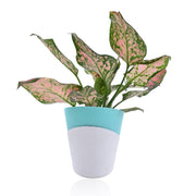 Aglaonema Indoor Plant With Self Watering Pot