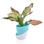 Aglaonema Indoor Plant With Self Watering Pot