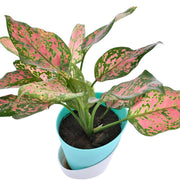Aglaonema Indoor Plant With Self Watering Pot